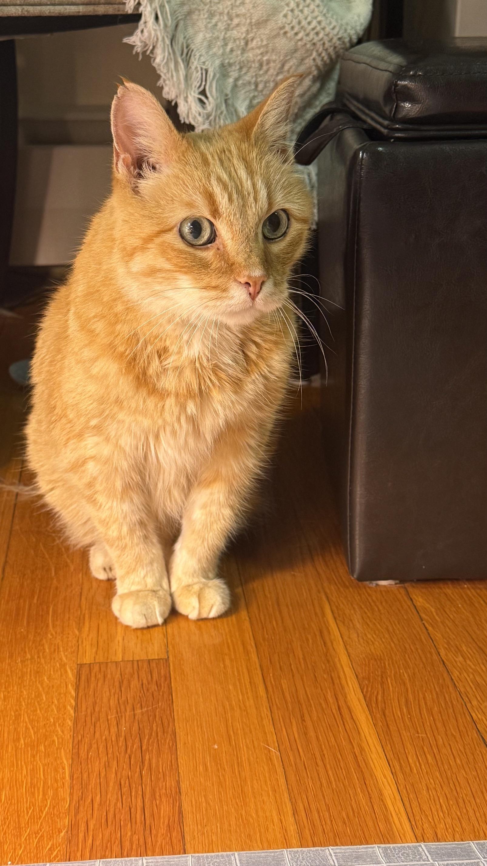 Enlarge Beltran, a Adopted American Shorthair in Medford, MA image 6/6