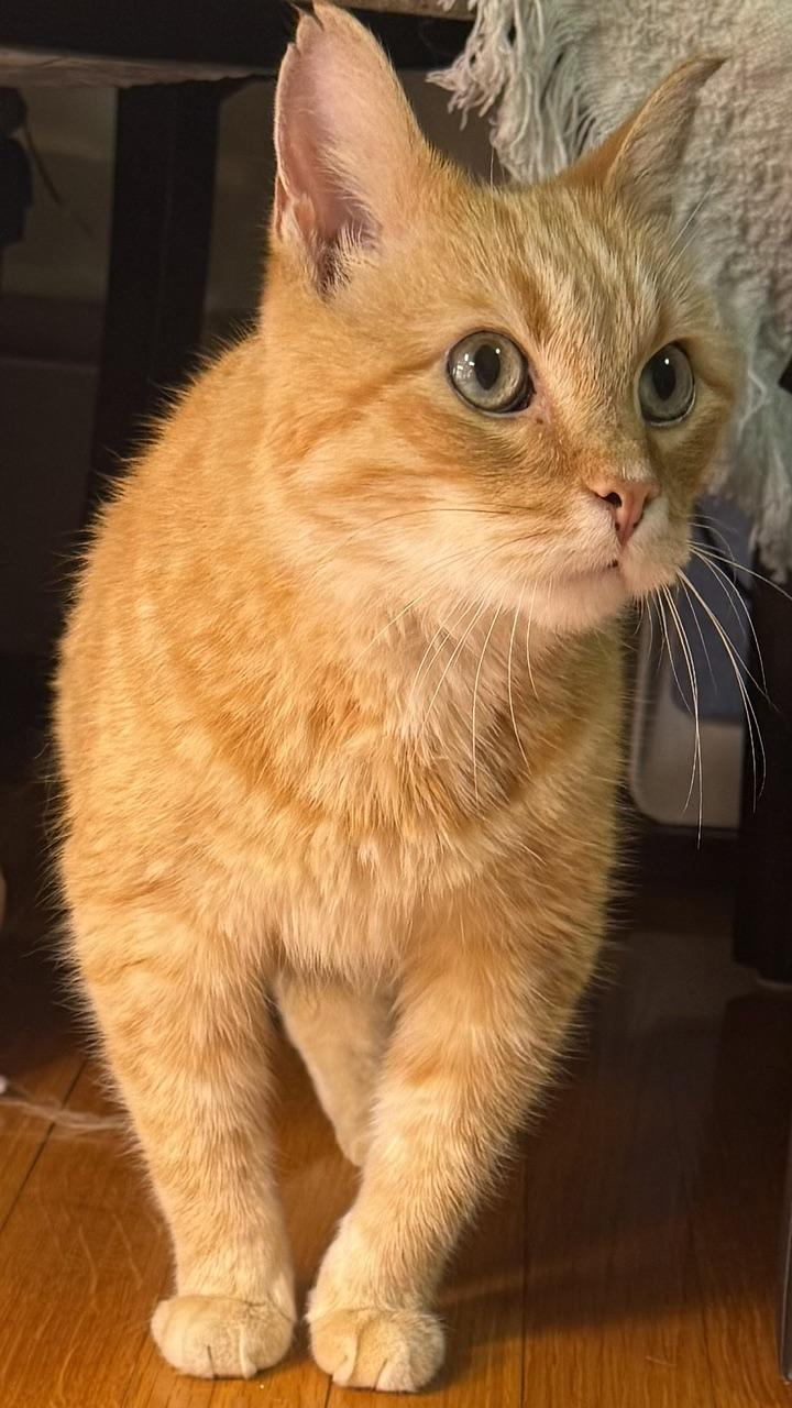 Enlarge Beltran, a Adopted American Shorthair in Medford, MA image 3/6