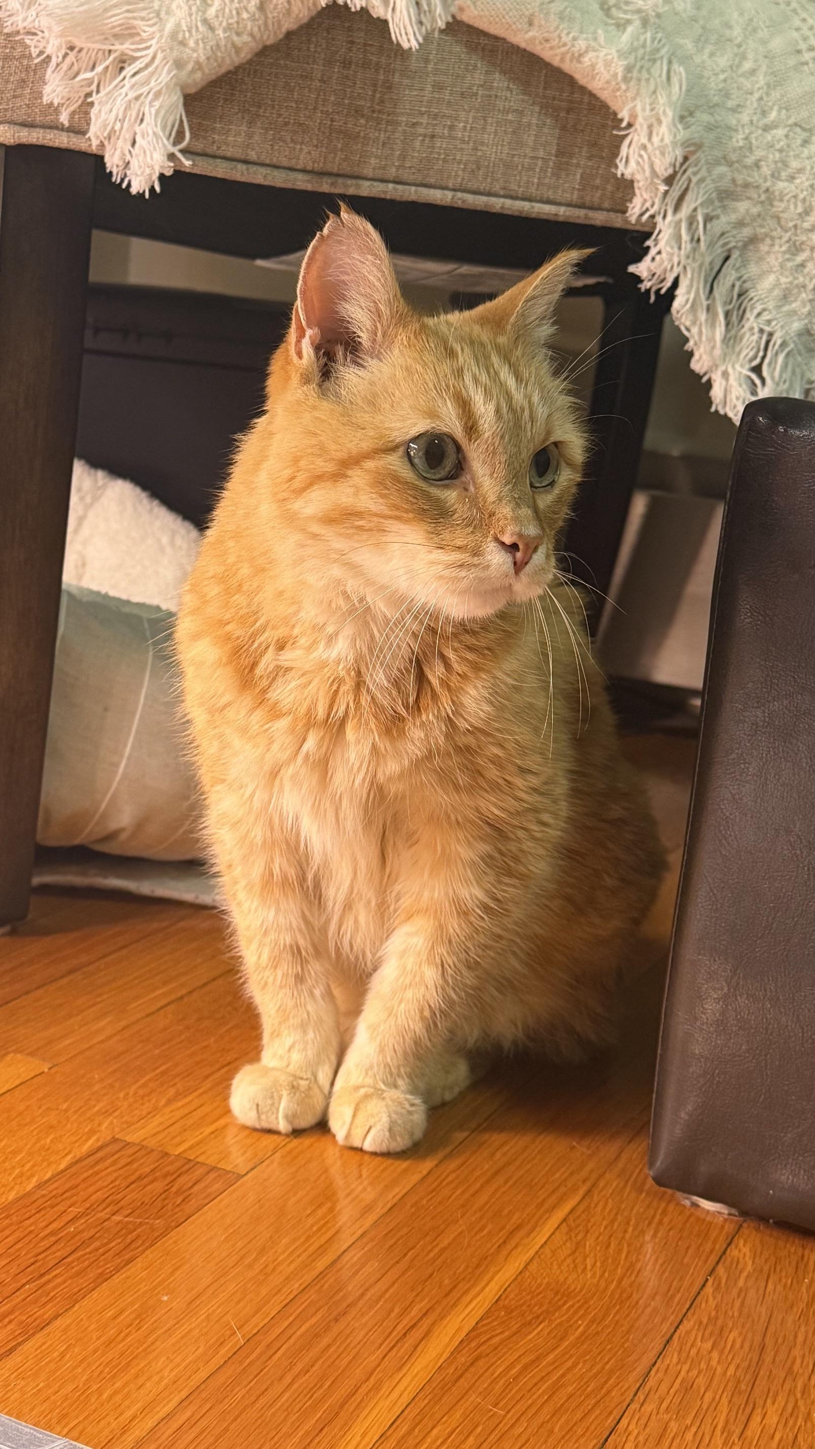 Enlarge Beltran, a Adopted American Shorthair in Medford, MA image 5/6