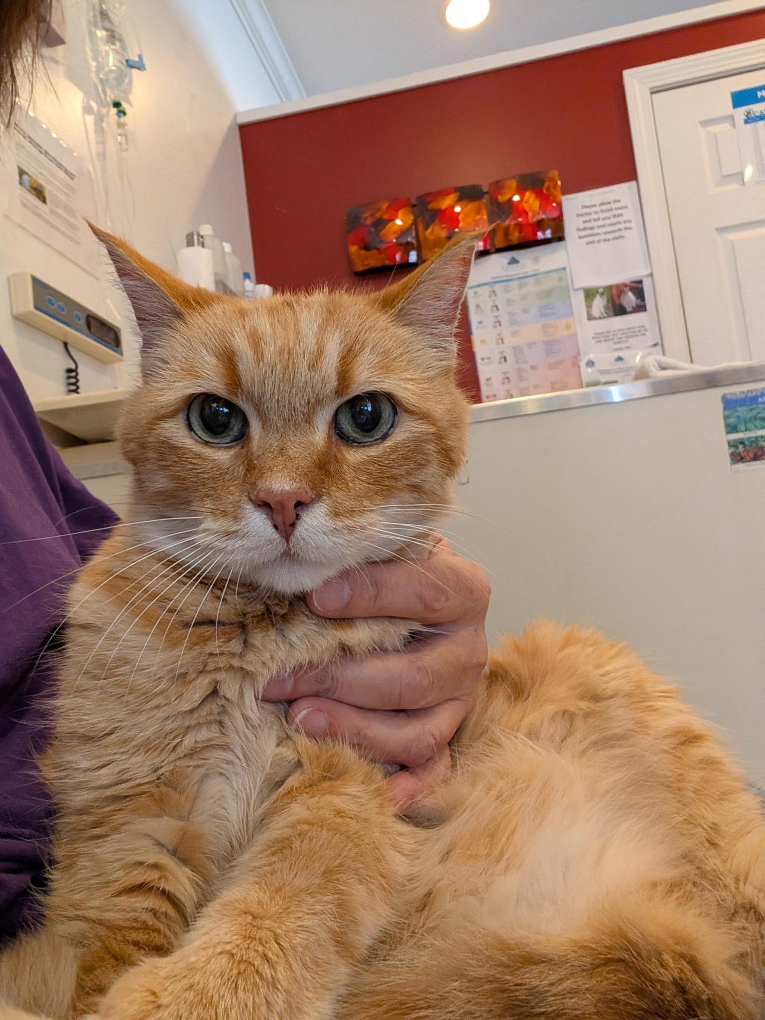 Enlarge Beltran, a Adopted American Shorthair in Medford, MA image 2/6