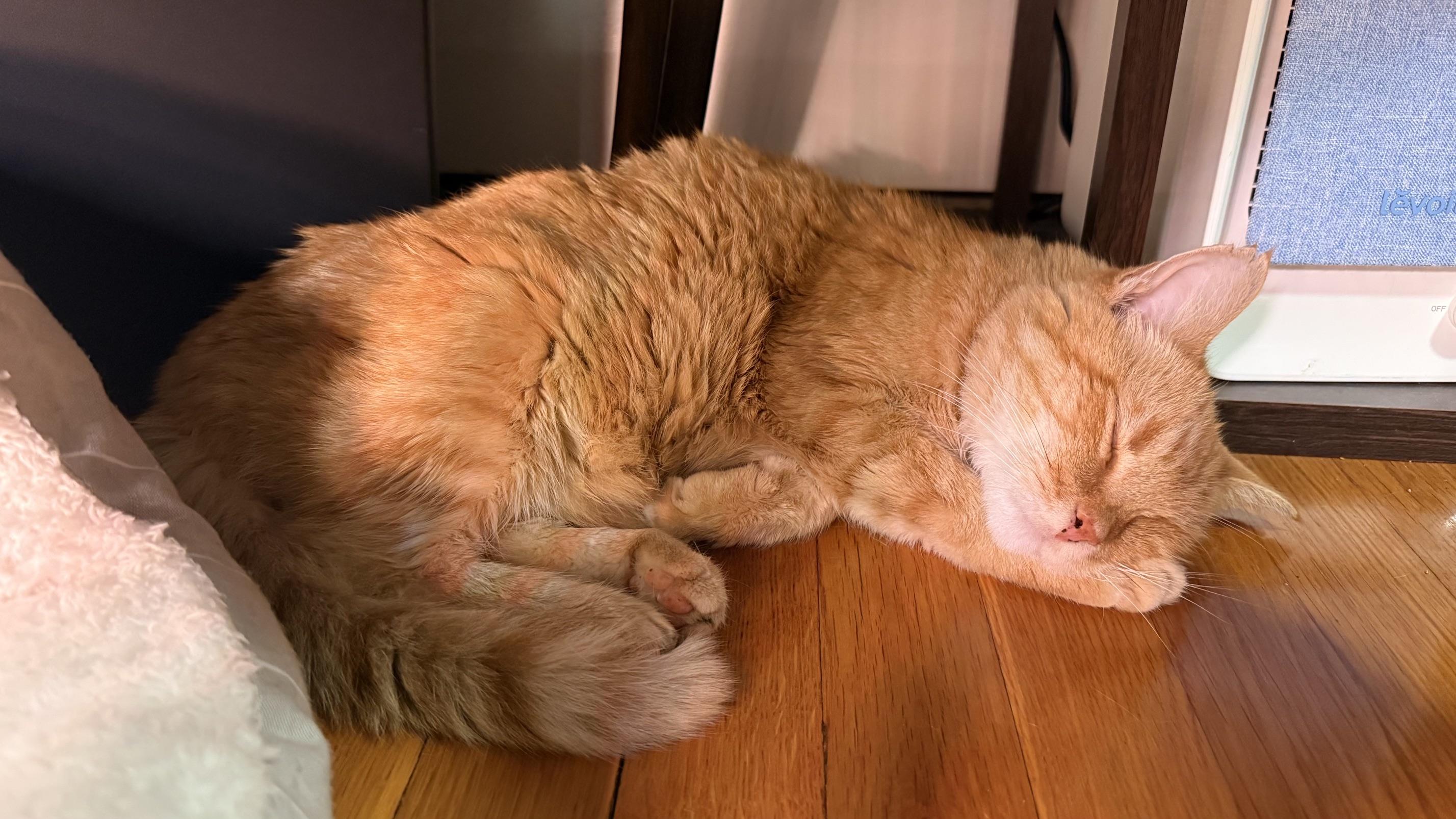 Enlarge Beltran, a Adopted American Shorthair in Medford, MA image 4/6