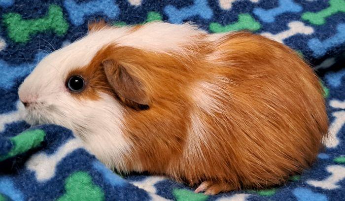 Enlarge Thomas, a Adoptable Short-Haired in Richmond, IL image 1/2