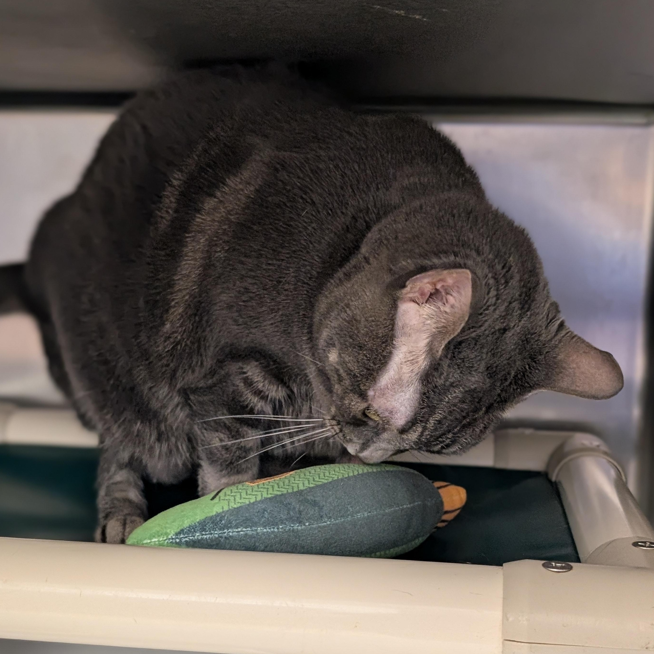 Enlarge Mindy, a ADOPTABLE Domestic Short Hair in St. Augustine, FL image 2/5