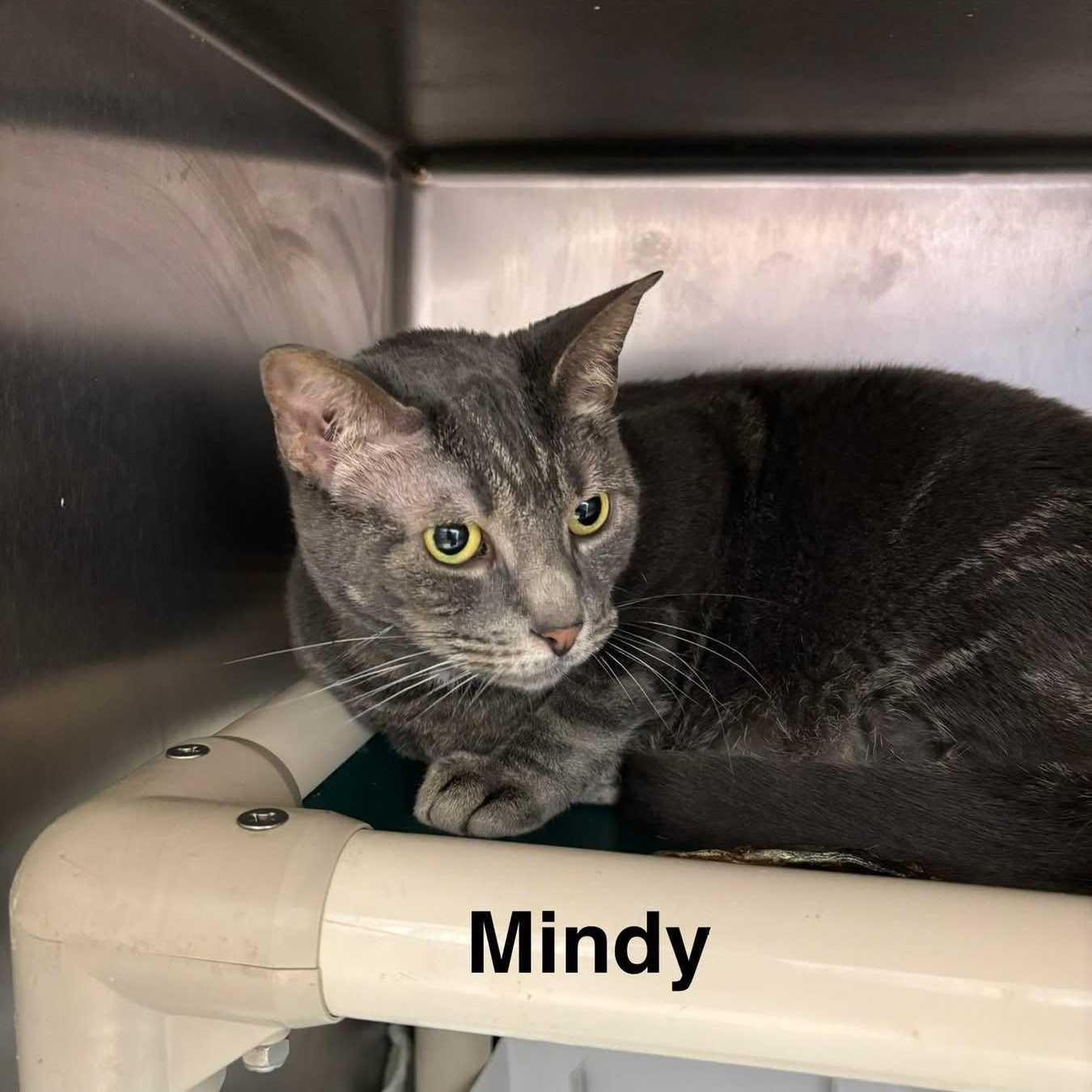 Enlarge Mindy, a ADOPTABLE Domestic Short Hair in St. Augustine, FL image 1/5