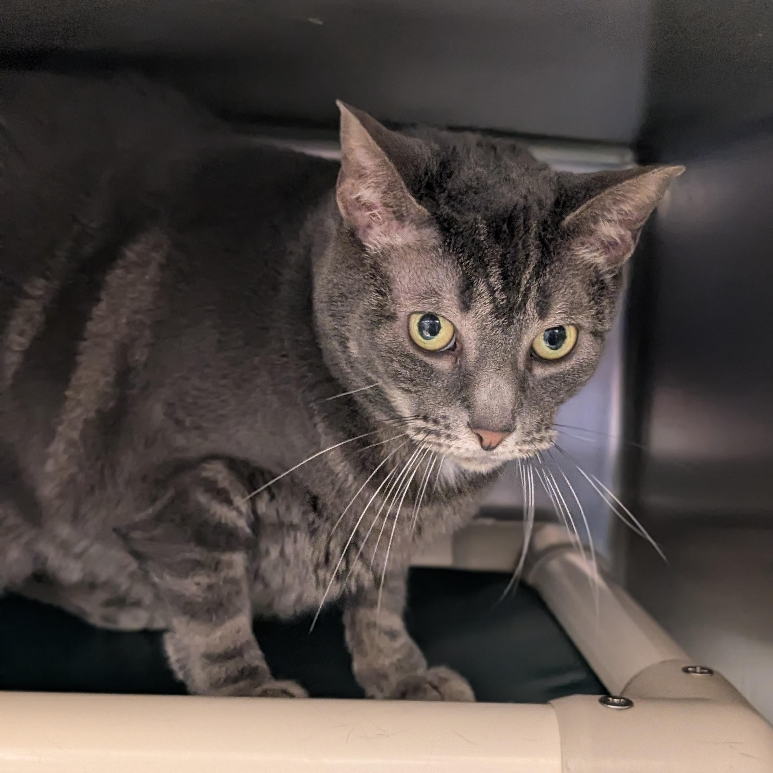 Enlarge Mindy, a ADOPTABLE Domestic Short Hair in St. Augustine, FL image 3/5