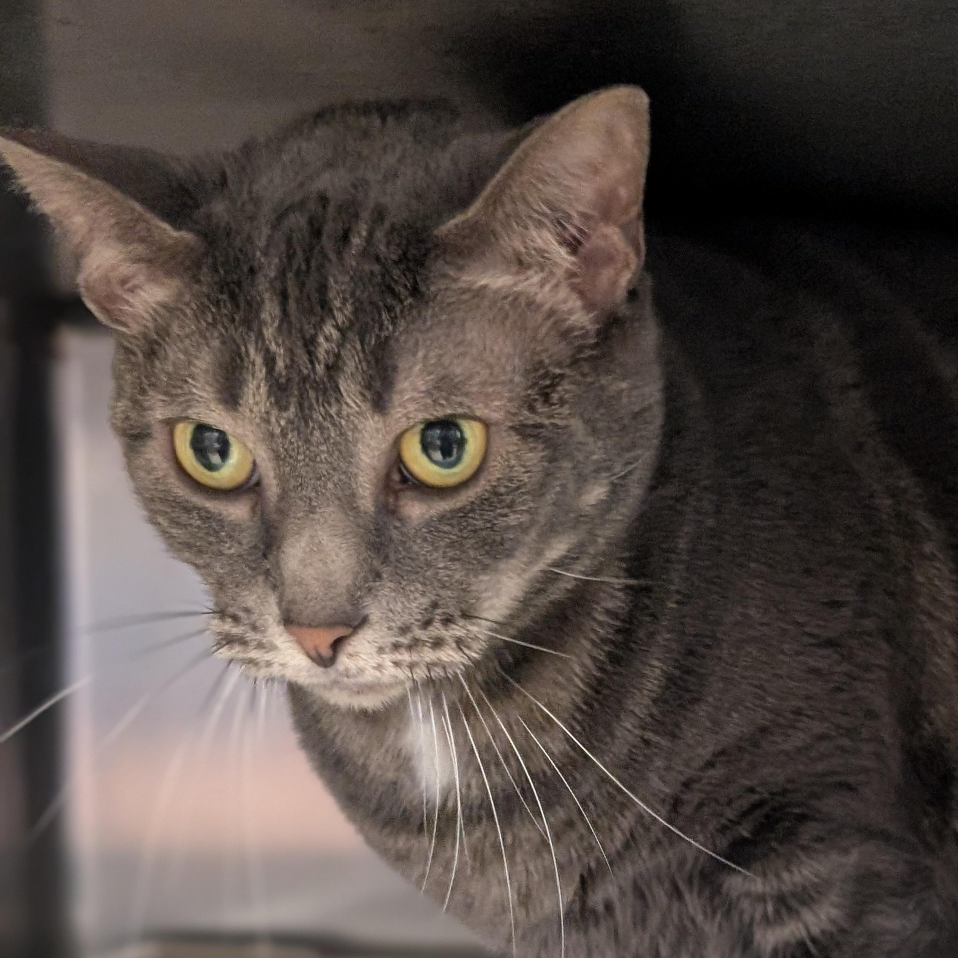 Enlarge Mindy, a ADOPTABLE Domestic Short Hair in St. Augustine, FL image 4/5