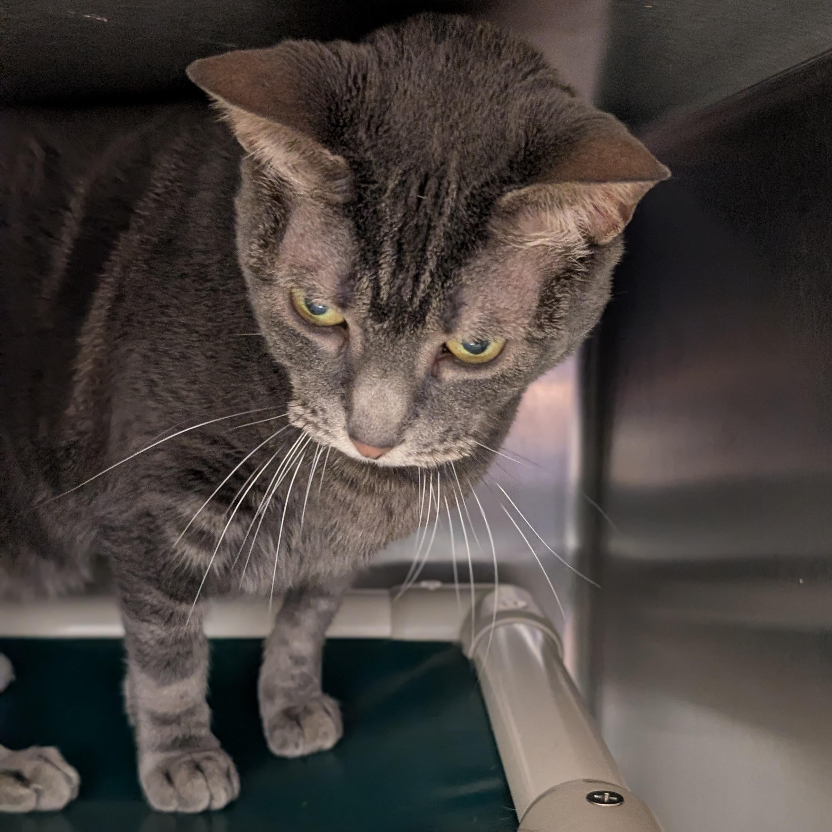 Enlarge Mindy, a ADOPTABLE Domestic Short Hair in St. Augustine, FL image 5/5