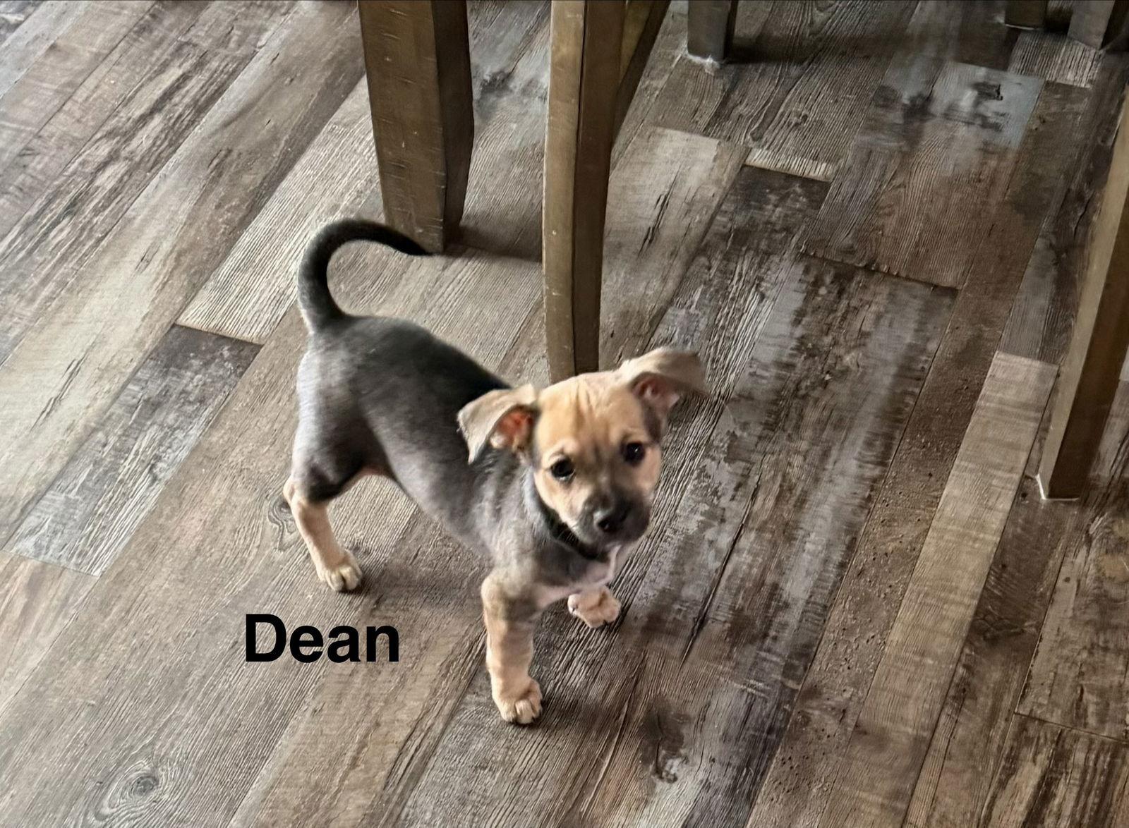 Enlarge Dean, a Adopted Dachshund in Colorado Springs, CO image 1/1