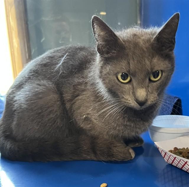 PEBBLES, Adoptable, Young Female Domestic Short Hair.