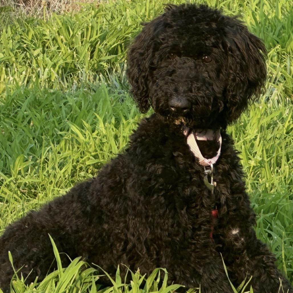 Juni, Adoptable, Young Female Standard Poodle.