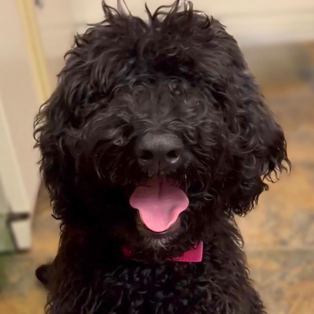 Enlarge Juni, a Adoptable Standard Poodle in Benton City, WA image 2/2