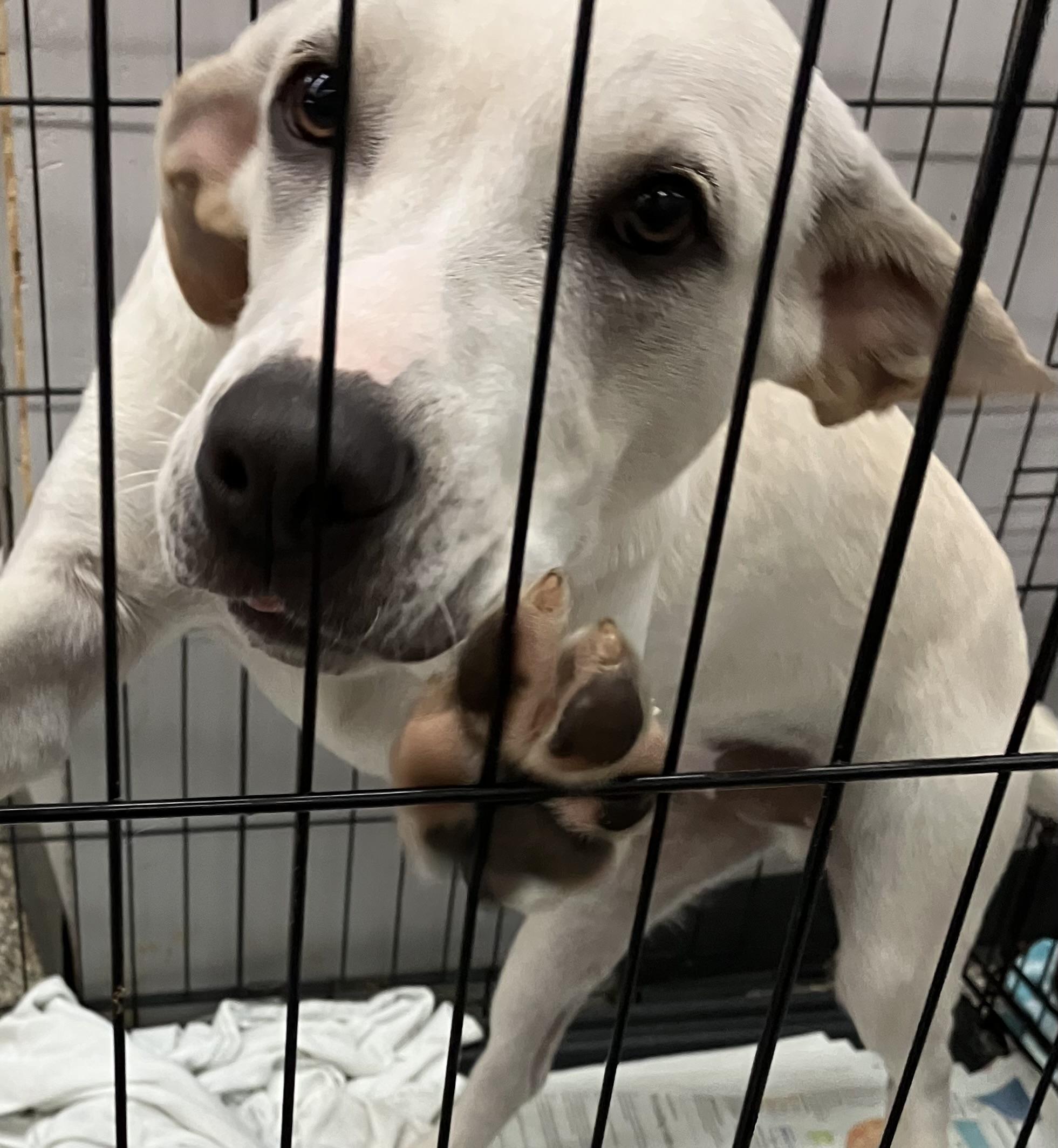 Larry, Adoptable, Puppy Male Hound.