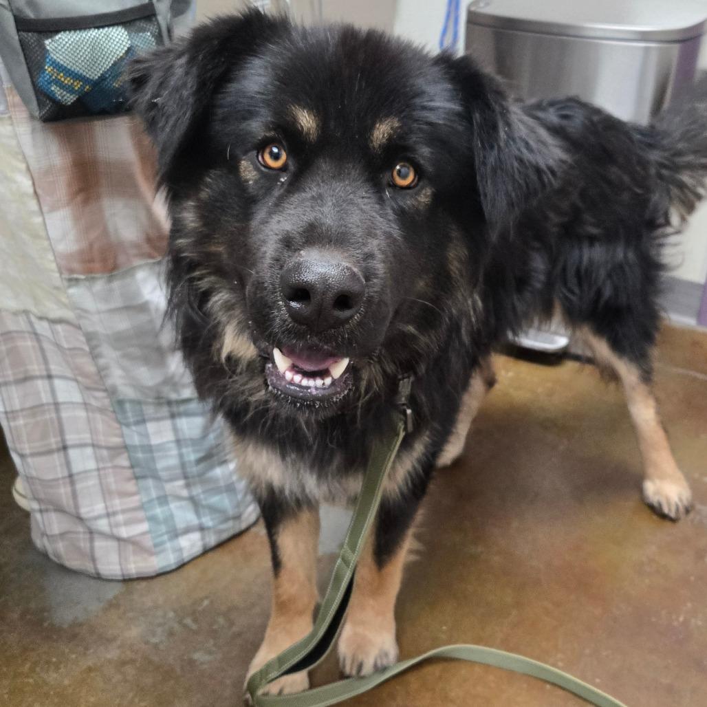 Enlarge Totoro, a Adoptable mixed breed in Albuquerque, NM image 1/1