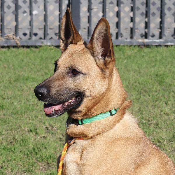 Enlarge Six, a Adoptable mixed breed in Oakland, CA image 1/6