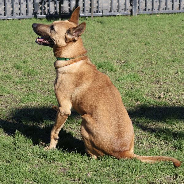 Enlarge Six, a Adoptable mixed breed in Oakland, CA image 2/6