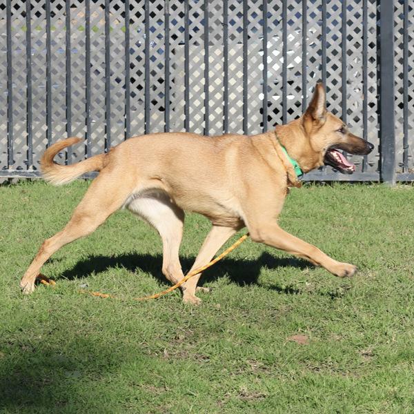 Enlarge Six, a Adoptable mixed breed in Oakland, CA image 4/6