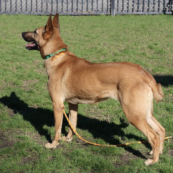 Enlarge Six, a Adoptable mixed breed in Oakland, CA image 5/6