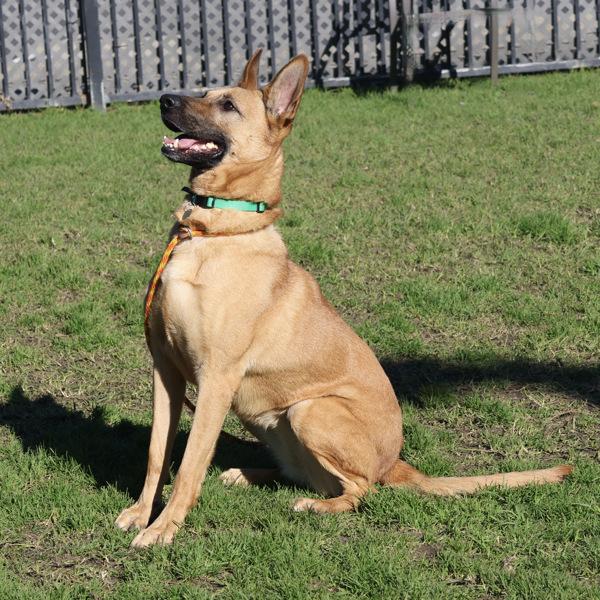 Enlarge Six, a Adoptable mixed breed in Oakland, CA image 6/6