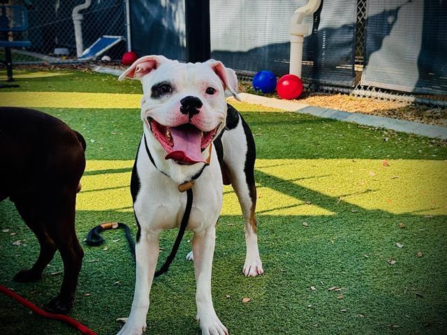 PANDA, Adoptable, Young Male American Bulldog & Mixed Breed.