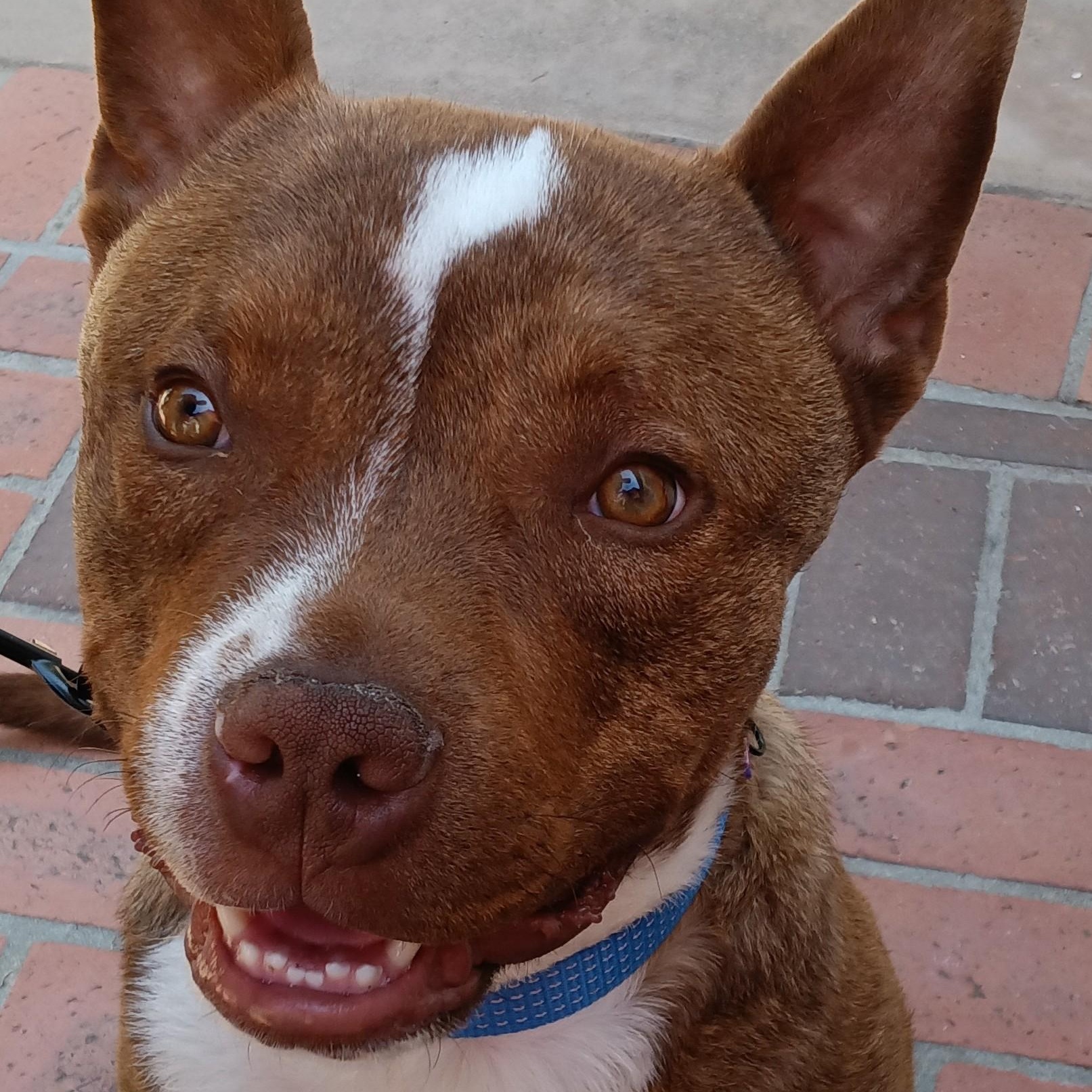 Buster, a ADOPTABLE mixed breed in Escondido, CA image 2/3