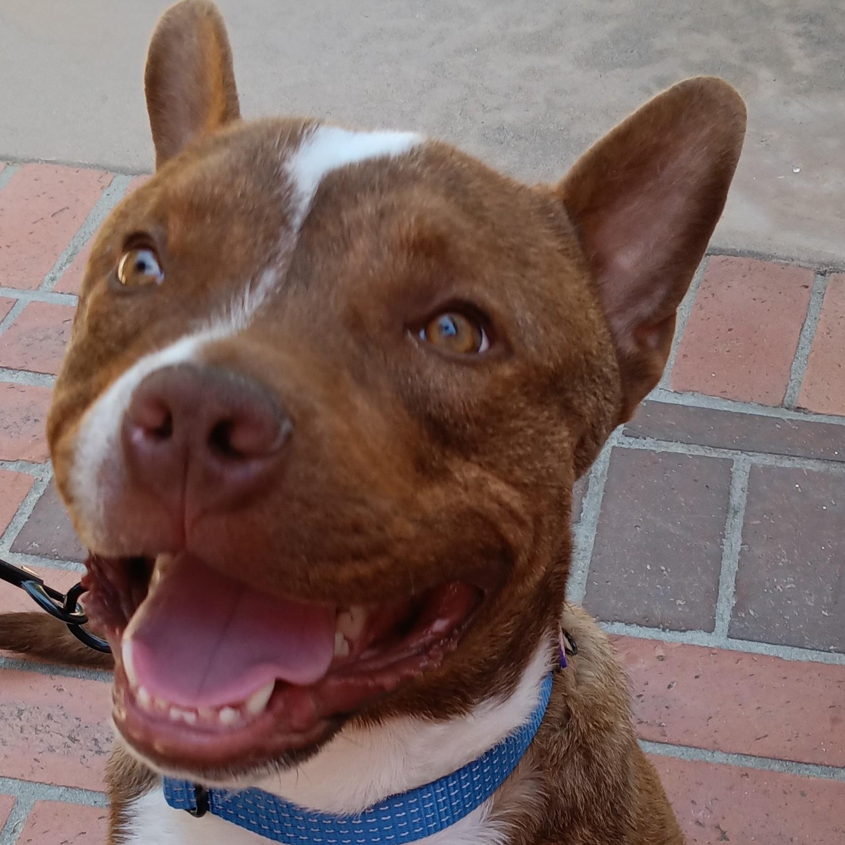 Buster, a ADOPTABLE mixed breed in Escondido, CA image 1/3