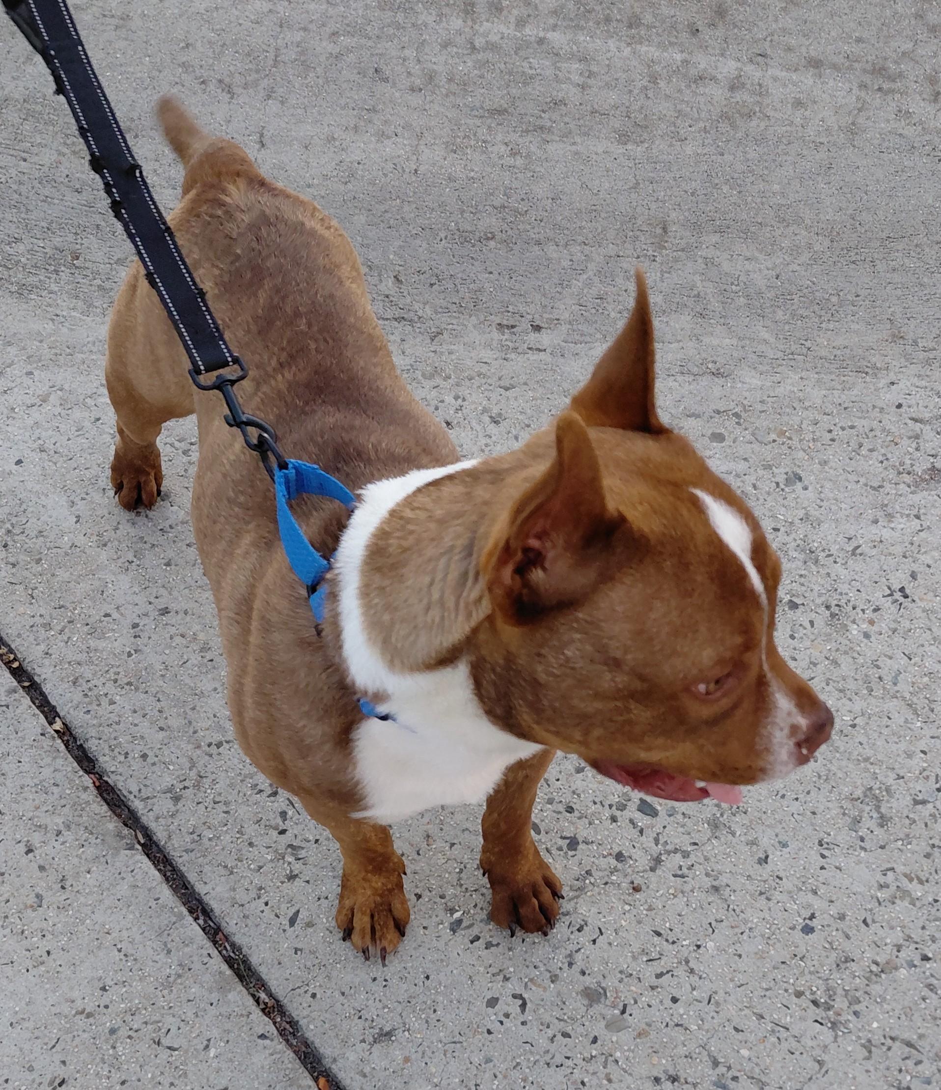 Buster, a ADOPTABLE mixed breed in Escondido, CA image 3/3