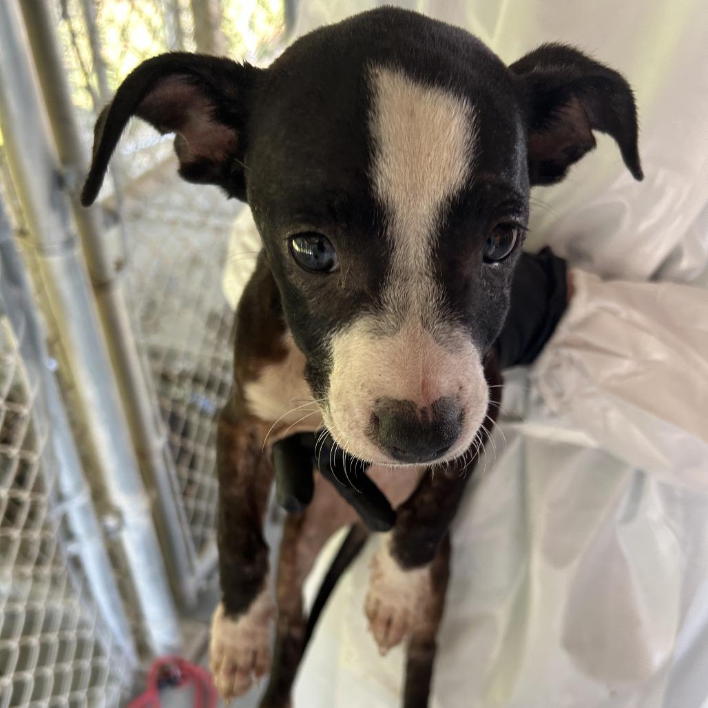 Wren, Adoptable, Puppy Female Pit Bull Terrier & Mixed Breed.