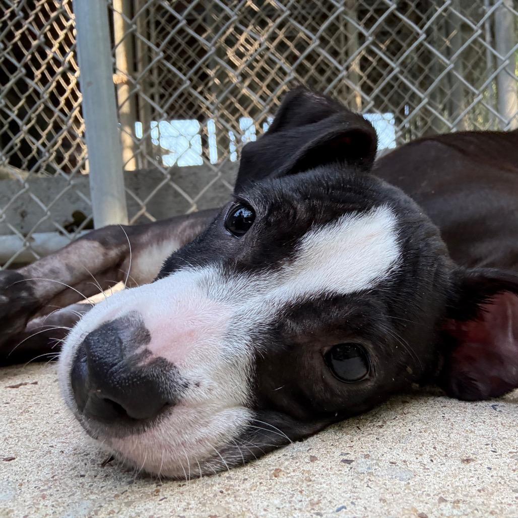 Wren, a Adoptable mixed breed in Cabot, AR image 2/3