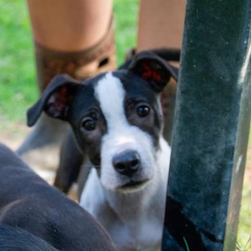 Enlarge Wren, a Adoptable mixed breed in Cabot, AR image 2/3
