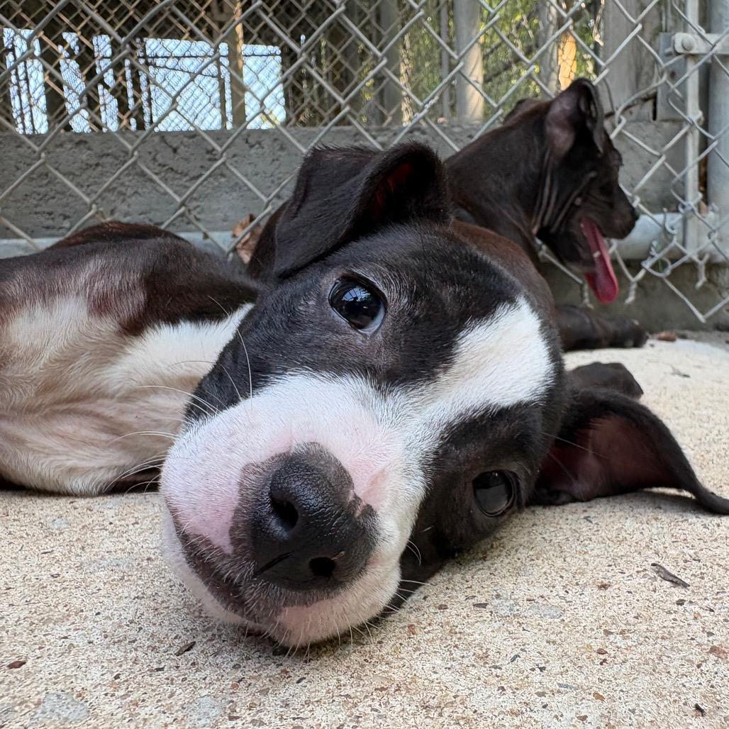 Wren, a Adoptable mixed breed in Cabot, AR image 3/3