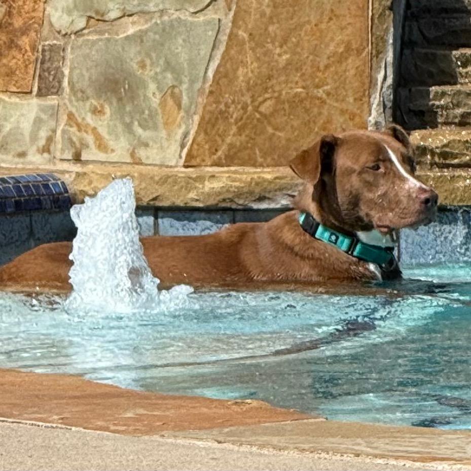 Enlarge Kodi, a Adoptable mixed breed in Ennis, TX image 4/5