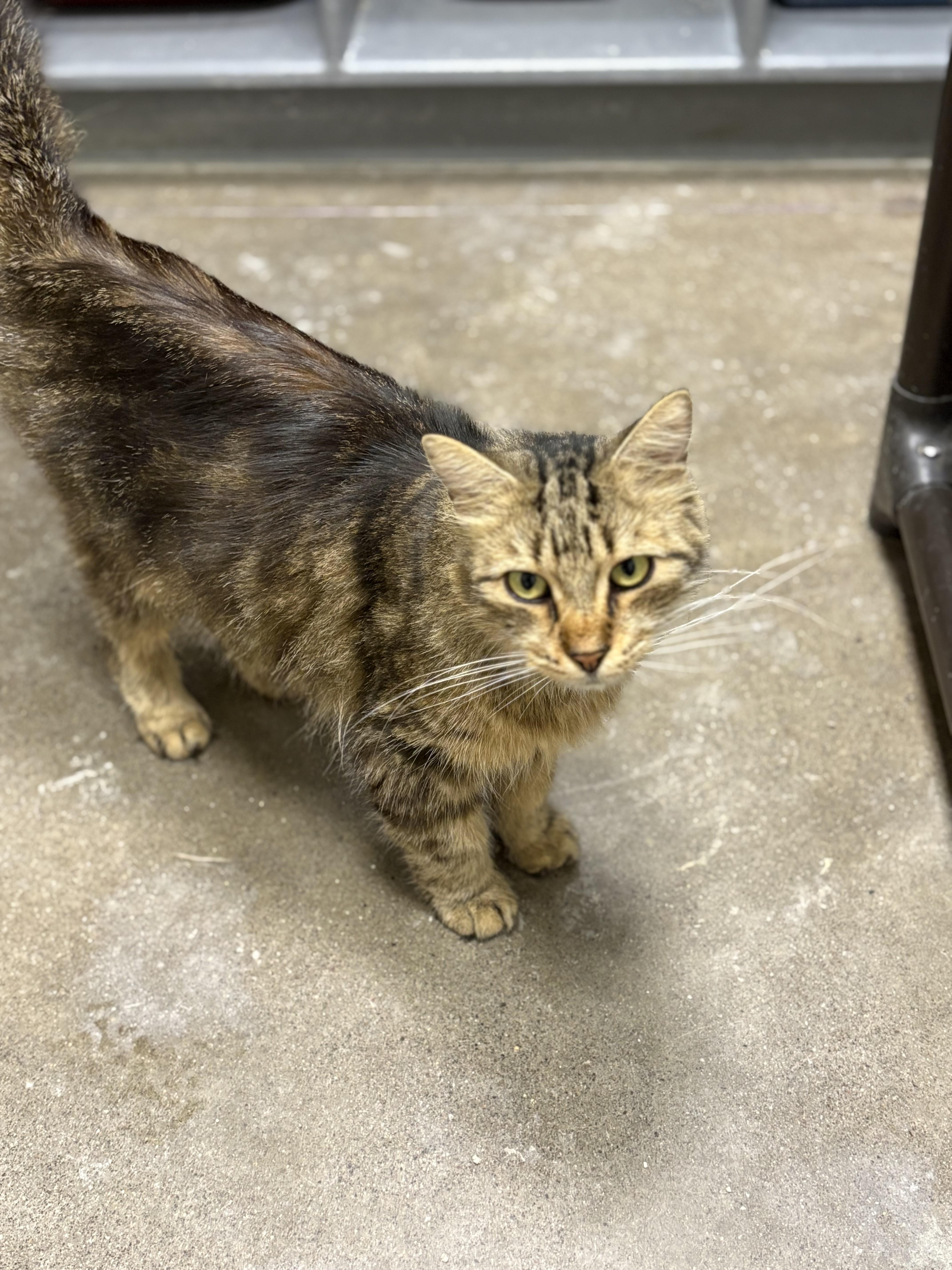 Paulie, Adult Female unknown
