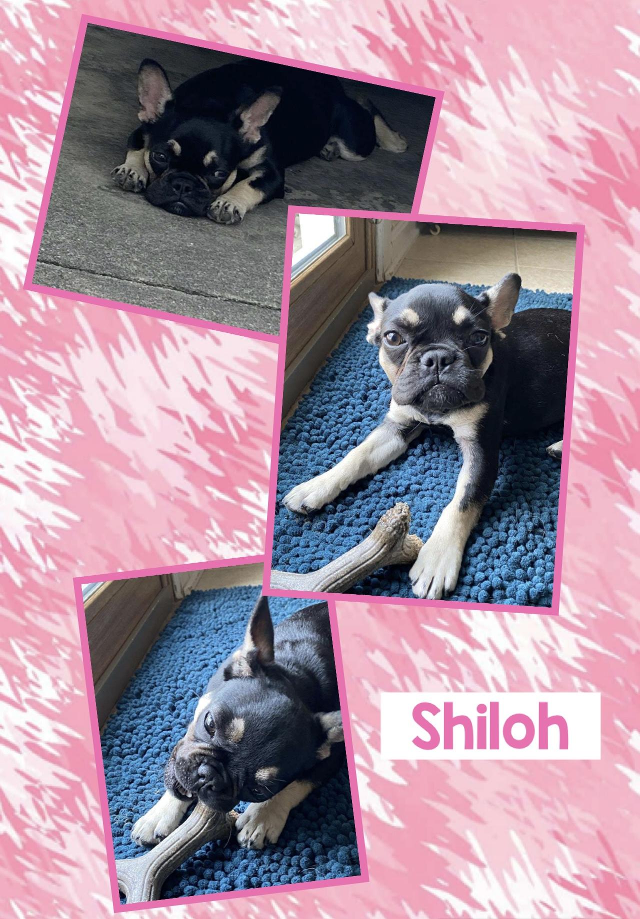 Shiloh