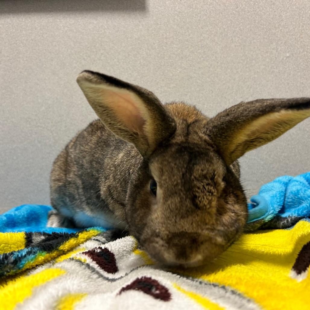 Enlarge Monty, a Adoptable Bunny Rabbit in Gansevoort, NY image 1/1