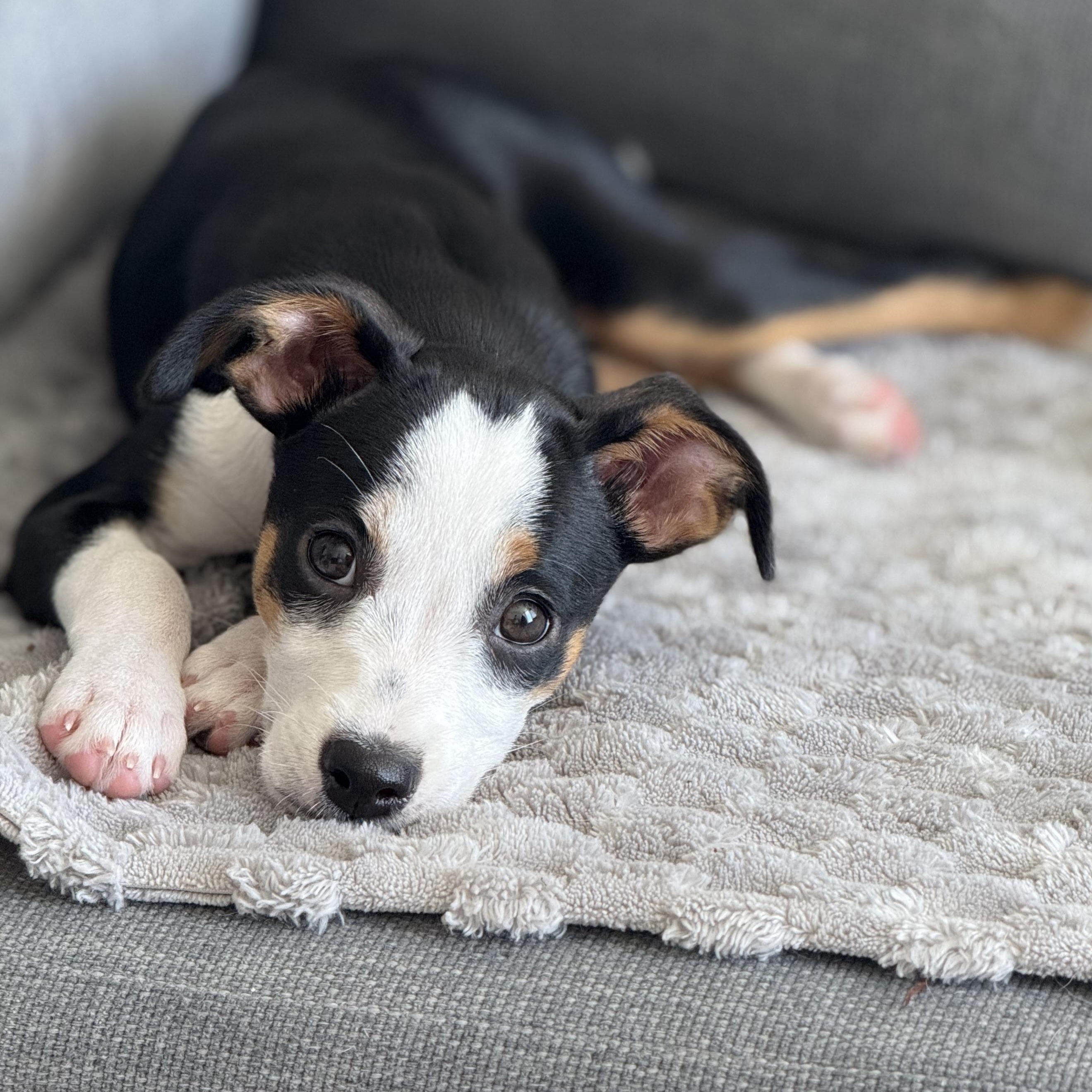 Olivia : From A thumbnail 4