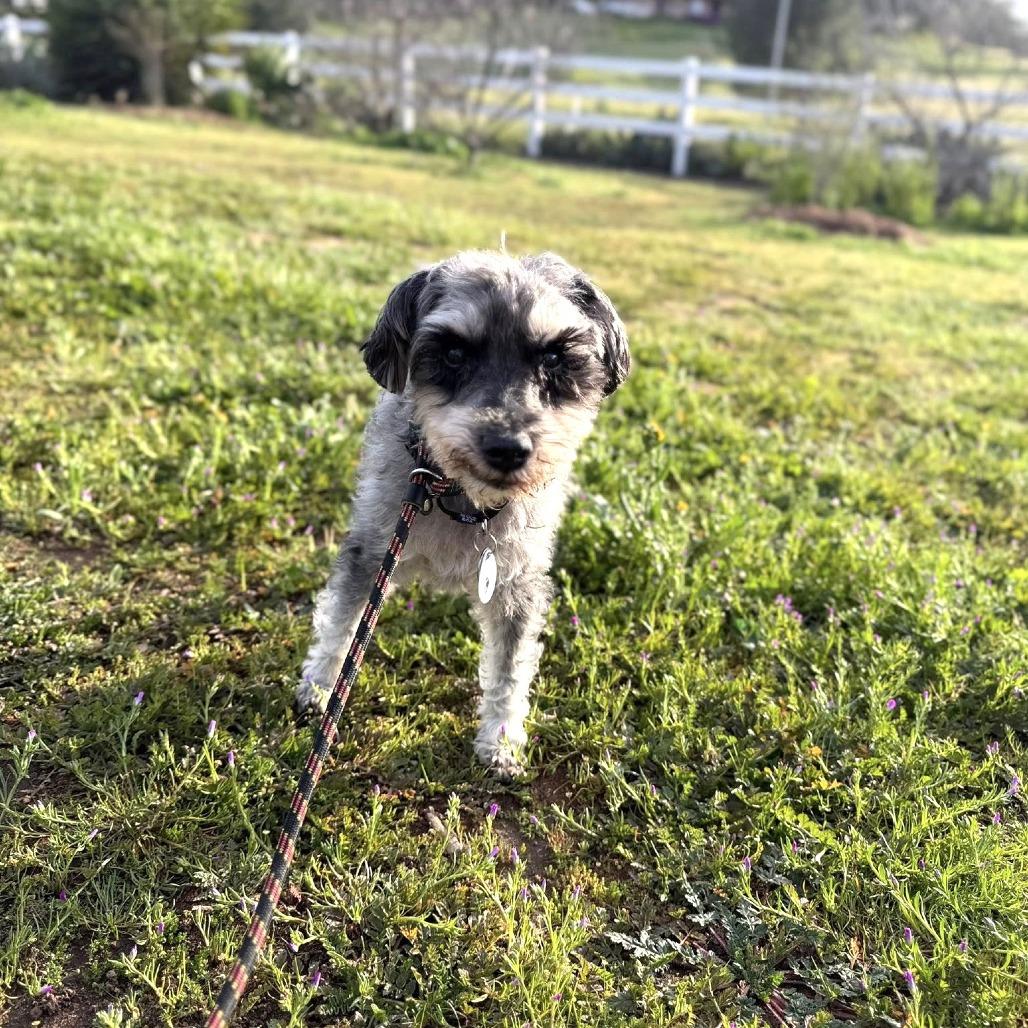 Walter — thumbnail 2