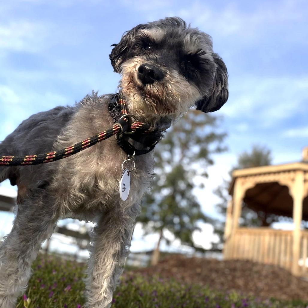 Walter — thumbnail 5