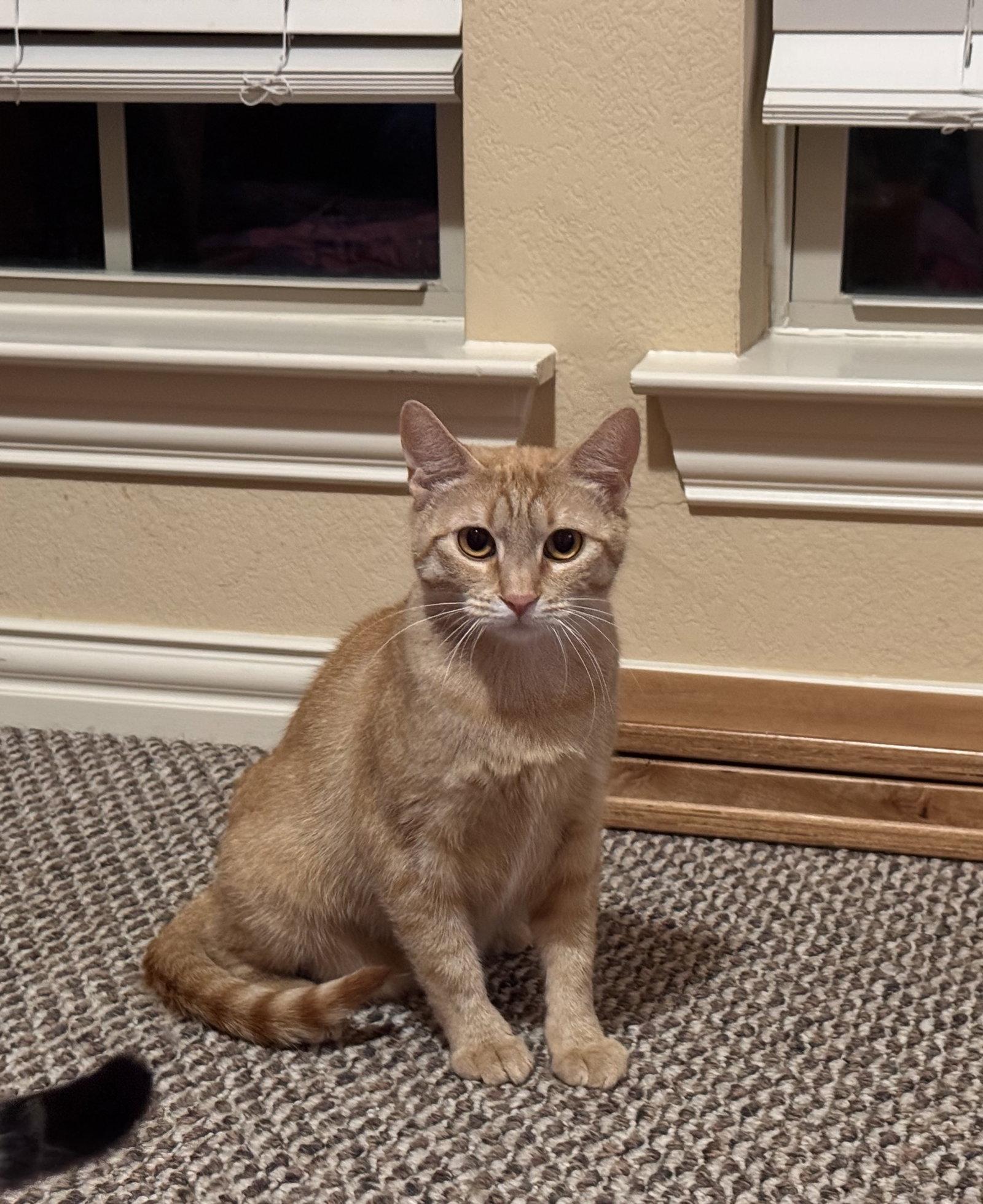Ruby, Adoptable, Young Female Domestic Short Hair & Tabby.