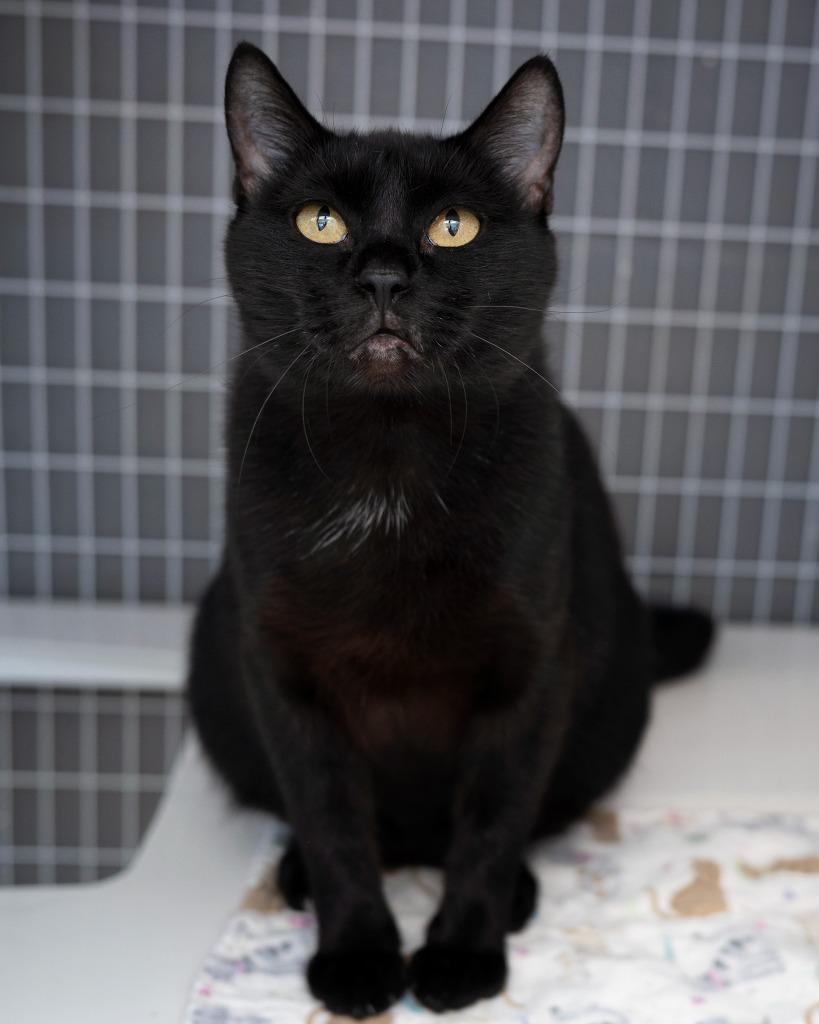 Enlarge Elsa, a Adoptable mixed breed in Boone, IA image 1/2