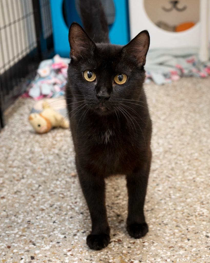 Enlarge Elsa, a Adoptable mixed breed in Boone, IA image 1/1