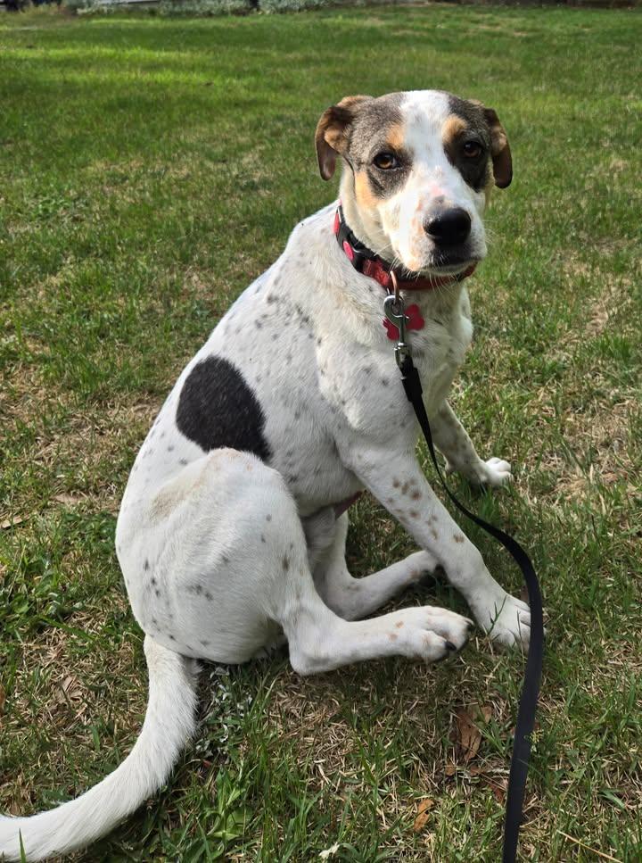 Enlarge Beau - IN FOSTER HOME - AVAILABLE TO ADOPT, a ADOPTABLE mixed breed in Clayton, NC image 5/6