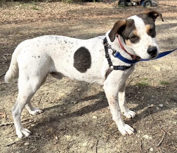 Enlarge Beau - AVAILABLE TO FOSTER OR ADOPT, a ADOPTABLE mixed breed in Clayton, NC image 2/5