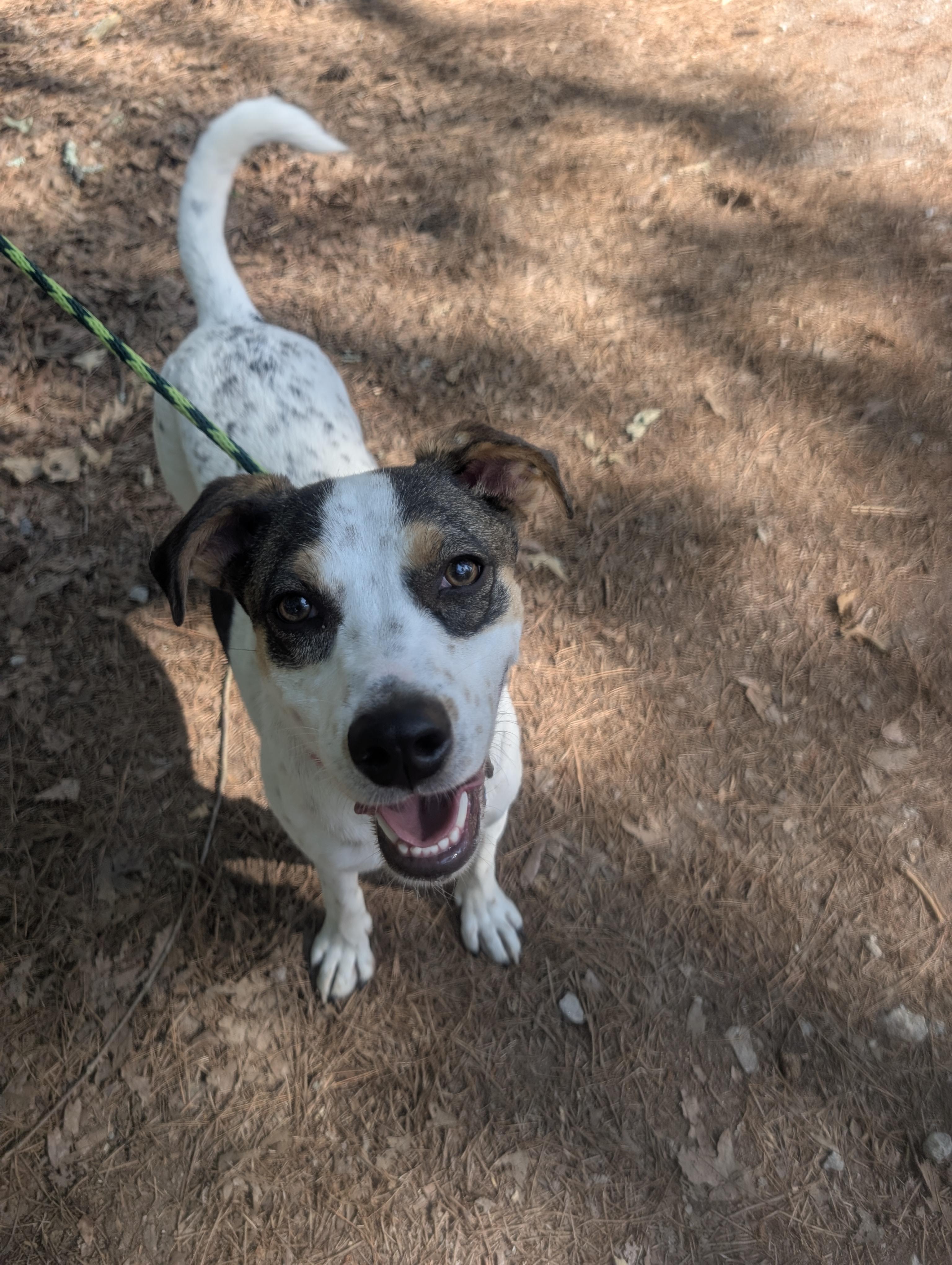 Beau - IN FOSTER HOME - AVAILABLE TO ADOPT, a ADOPTABLE mixed breed in Clayton, NC image 2/6