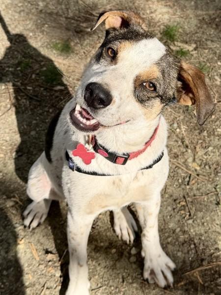 Enlarge Beau - AVAILABLE TO FOSTER OR ADOPT, a ADOPTABLE mixed breed in Clayton, NC image 1/5