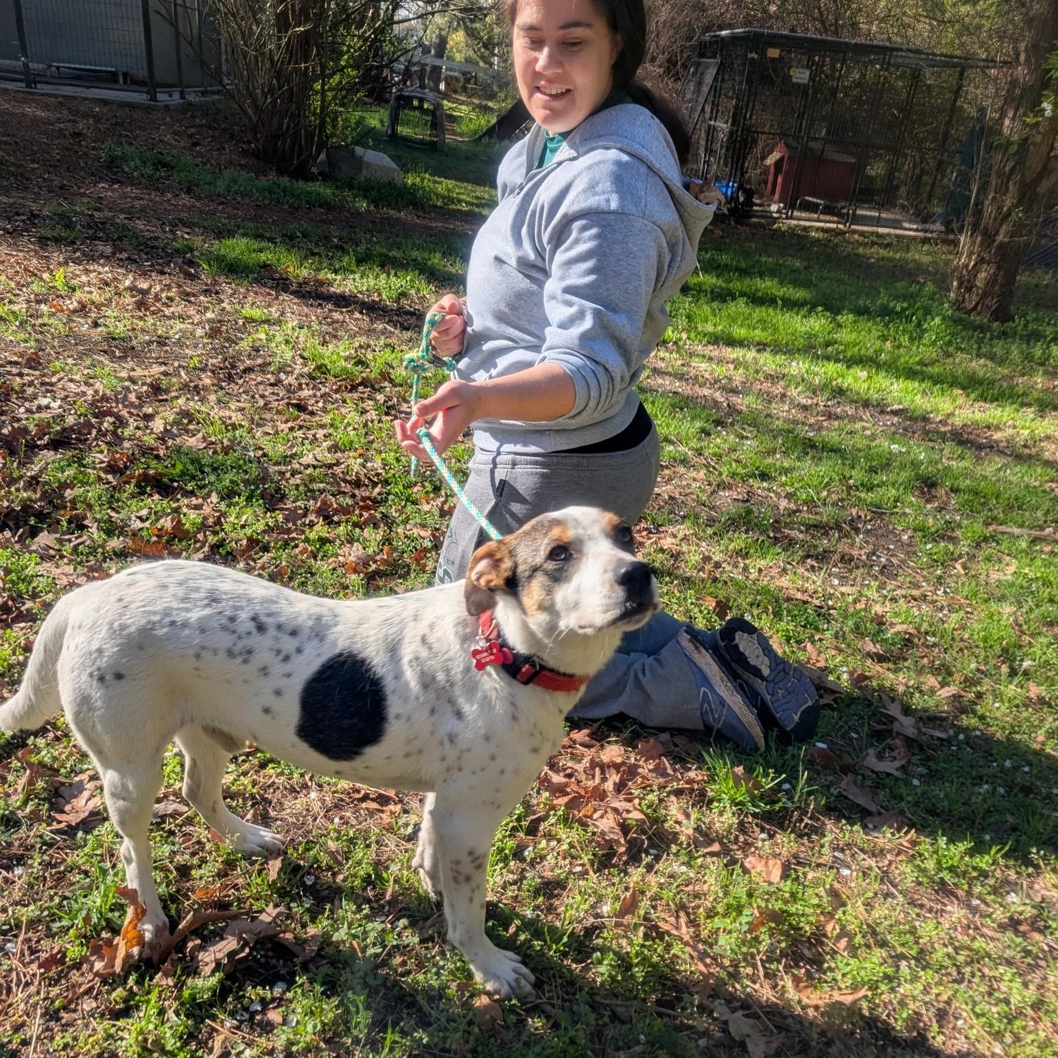 Enlarge Beau - AVAILABLE TO FOSTER OR ADOPT, a ADOPTABLE mixed breed in Clayton, NC image 4/5