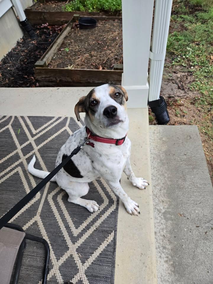 Enlarge Beau - IN FOSTER HOME - AVAILABLE TO ADOPT, a ADOPTABLE mixed breed in Clayton, NC image 3/6