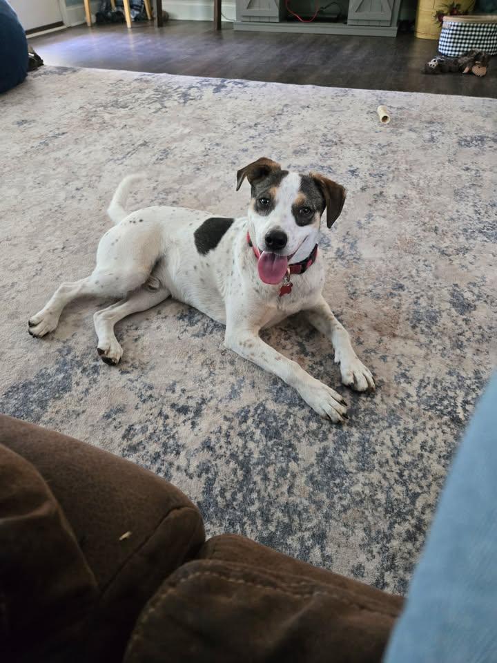 Beau - IN FOSTER HOME - AVAILABLE TO ADOPT, ADOPTABLE, Adult Male Australian Cattle Dog / Blue Heeler.