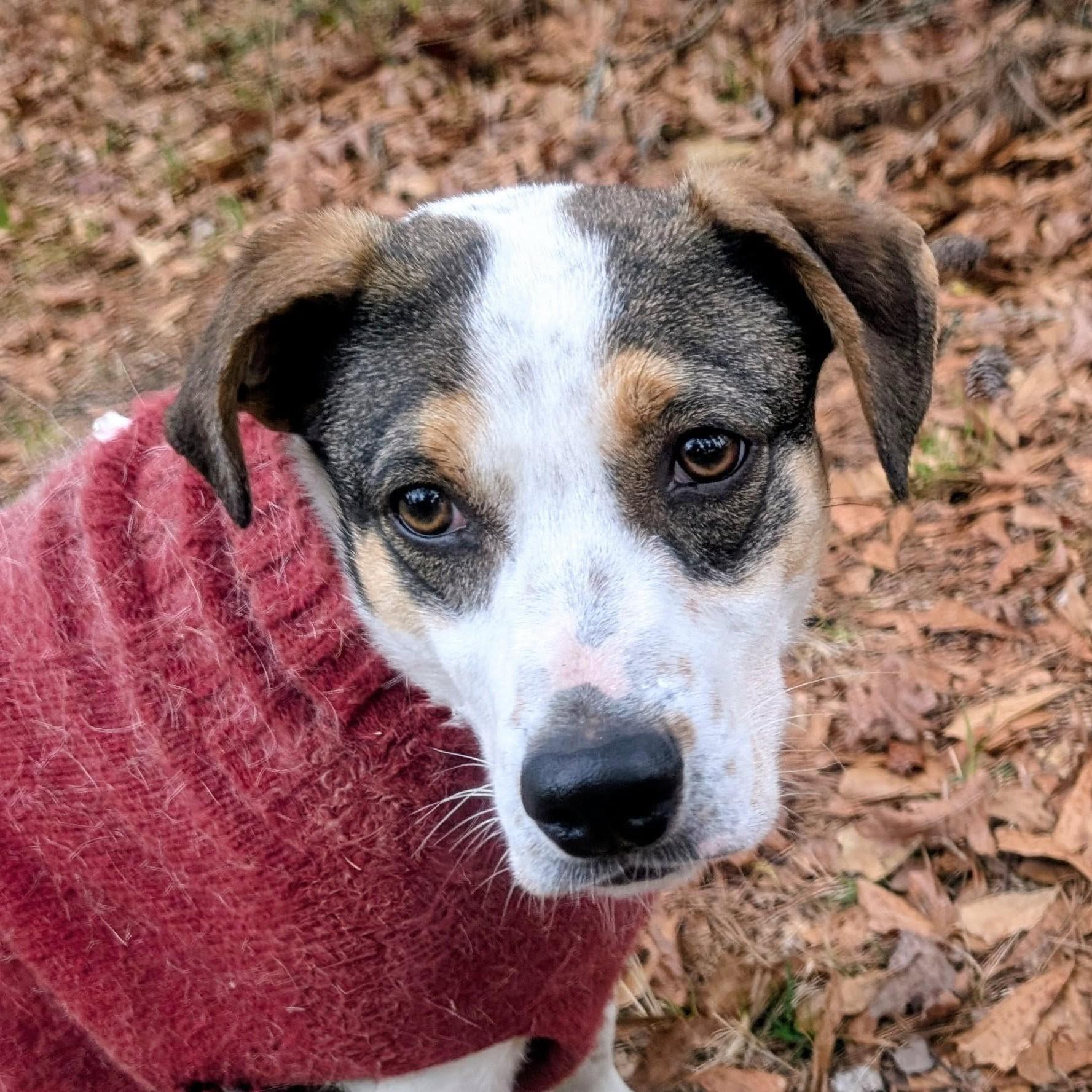 Enlarge Beau - AVAILABLE TO FOSTER OR ADOPT, a ADOPTABLE mixed breed in Clayton, NC image 3/5