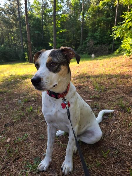 Beau - IN FOSTER HOME - AVAILABLE TO ADOPT, a ADOPTABLE mixed breed in Clayton, NC image 1/6