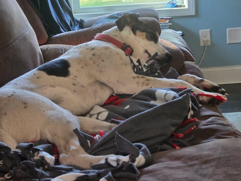 Enlarge Beau - IN FOSTER HOME - AVAILABLE TO ADOPT, a ADOPTABLE mixed breed in Clayton, NC image 4/6